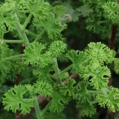 Pelargonium crispum minor
