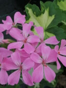 Pelargonium Happy Tought Pink