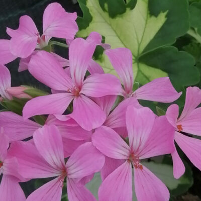 Pelargonium Happy Tought Pink