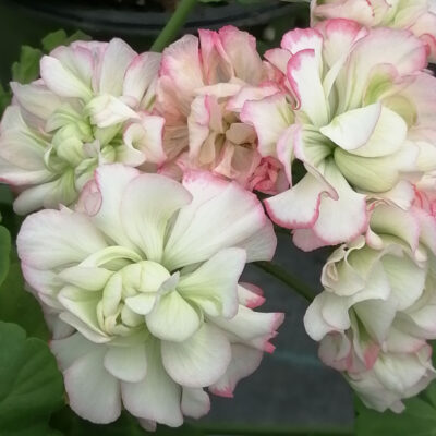 Pelargonium Appleblossom Rosebud