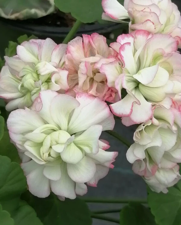 Pelargonium Appleblossom Rosebud, pianta da esterno