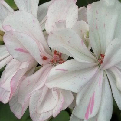 Pelargonium Odensjio Felicia