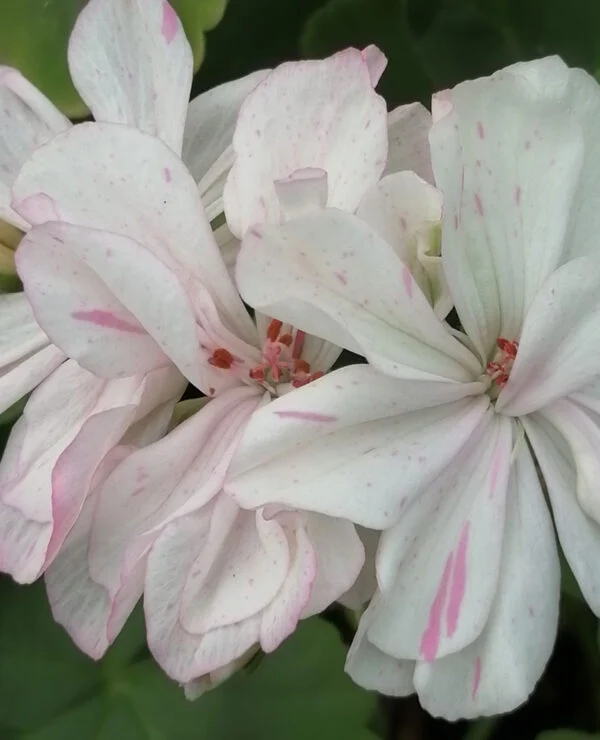 Pelargonium Odensjio Felicia, pianta da esterno