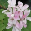 Pelargonium Claudius, pianta da esterno