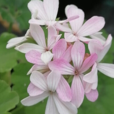 Pelargonium Claudius
