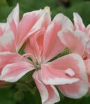 Pelargonium Natalie