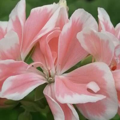 Pelargonium Natalie