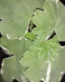 Pelargonium Princess Alexandra