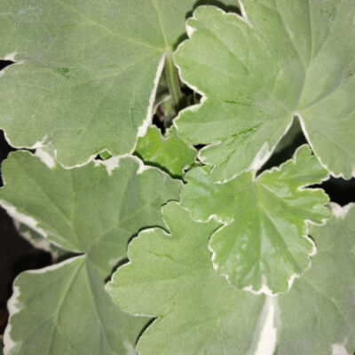 Pelargonium Princess Alexandra
