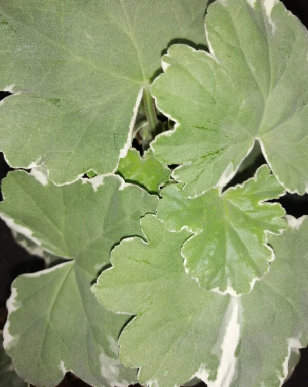 Pelargonium Princess Alexandra, pianta da esterno