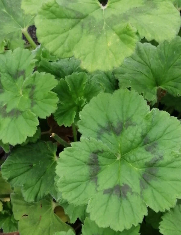 Pelargonium mutans, foto 4