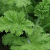 Pelargonium Concolor Lace, pianta da esterno