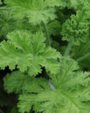Pelargonium Concolor Lace