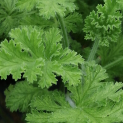 Pelargonium Concolor Lace