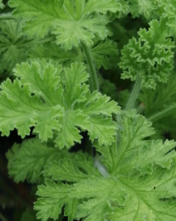 Pelargonium Concolor Lace, pianta da esterno