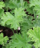 Pelargonium Brunswick