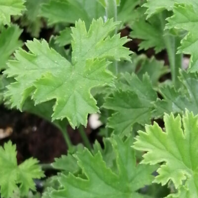 Pelargonium Brunswick
