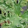 Pelargonium atrum, pianta da esterno