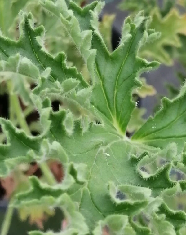 Pelargonium atrum, pianta da esterno