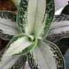 Aspidogyne argentea Jewel orchid, pianta da interno
