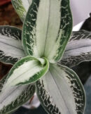 Aspidogyne argentea  Jewel orchid