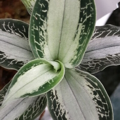 Aspidogyne argentea  Jewel orchid