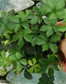 Cissus striata misura piccola