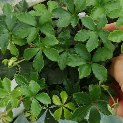 Cissus striata misura piccola