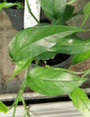 Epipremnum Blue form