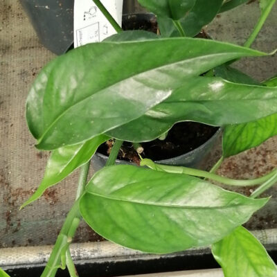 Epipremnum Blue form