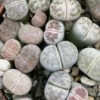 Lithops, pianta da interno
