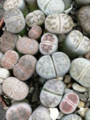 Lithops