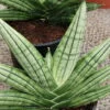 Sansevieria boncellensis, pianta da interno