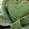 Sansevieria Star Rose, pianta da interno