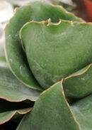 Sansevieria Star Rose