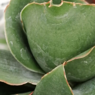 Sansevieria Star Rose