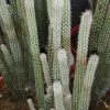 Wilcoxia poselgeri, pianta da interno