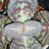 Kalanchoe Zebra, pianta da interno