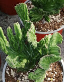 Stapelia leendertziae crestata