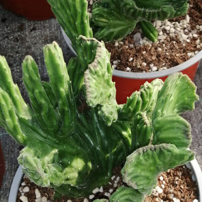 Stapelia leendertziae crestata