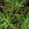Kalanchoe x kewensis Spider, pianta da interno