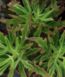 Kalanchoe x kewensis Spider