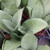 Sansevieria trifasciata Moonshine, pianta da interno