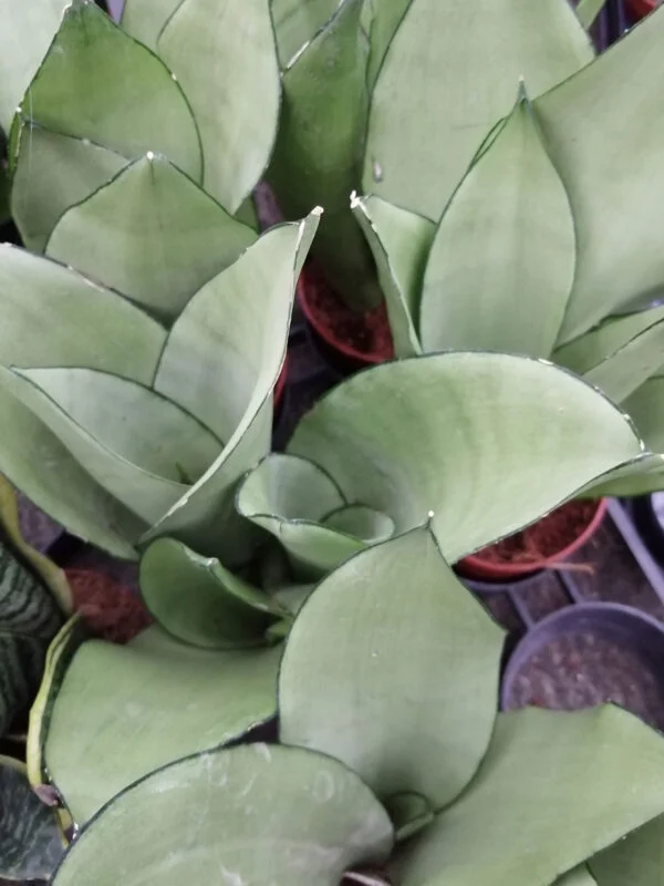 Sansevieria trifasciata Moonshine, pianta da interno