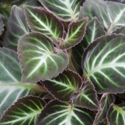 Gloxinella lindeniana