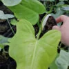 Philodendron bipennifolium Yellow Violin PIANTA GIOVANE, pianta da interno