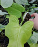 Philodendron bipennifolium Yellow Violin PIANTA GIOVANE