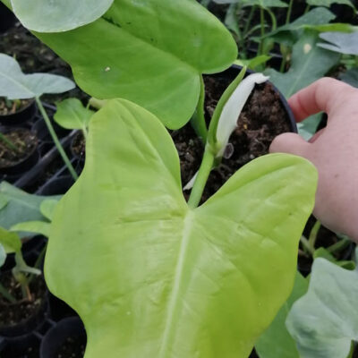 Philodendron bipennifolium Yellow Violin PIANTA GIOVANE