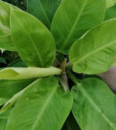 Philodendron Moonlight pianta giovane