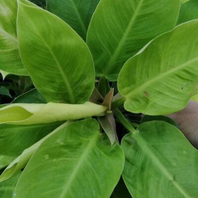 Philodendron Moonlight pianta giovane